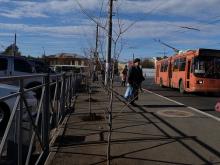 деревья сажают в асфальт в Оренбурге